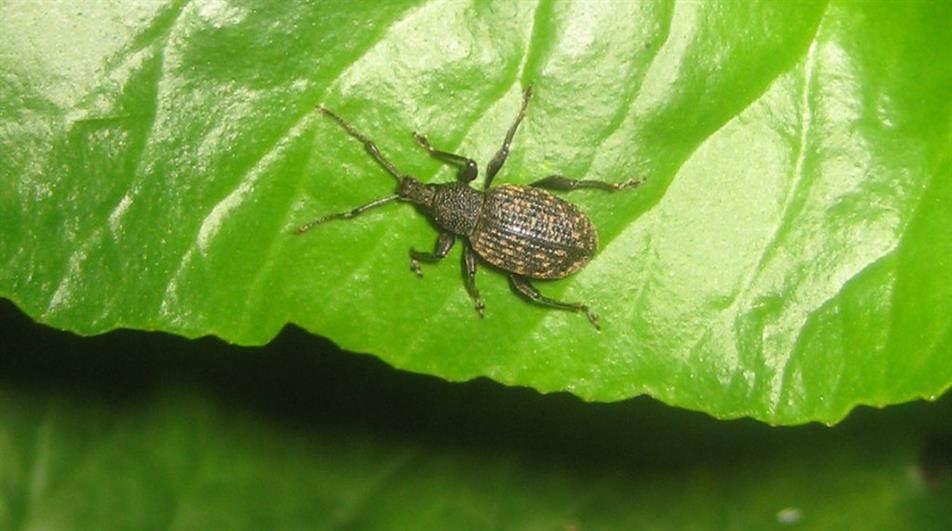 Vine weevil - credit: Flickr/ David Short (CC by 2.0)